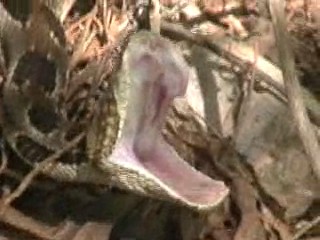 Timber Yawn1.jpg [23 Kb]